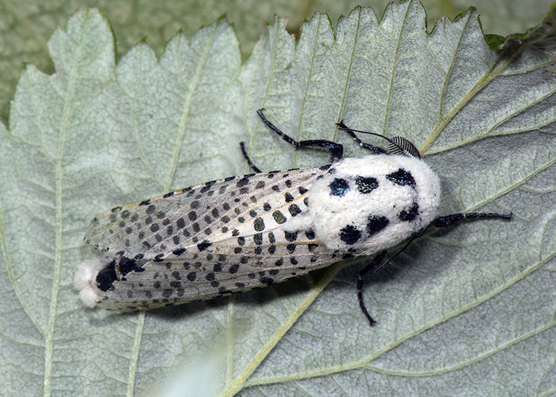 Zeuzera pyrina - Cossidae